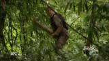 Man vs Wild-Borneo