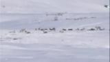 Man vs Wild-Cercle Arctique
