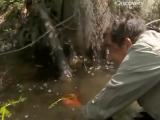 Man vs Wild-La Louisiane (Sud profond)