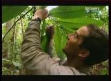 Man vs Wild-Le Costa Rica Forêt tropicale