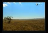 Man vs Wild-Le Kenya (savane africaine)