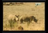 Man vs Wild-Le Kenya (savane africaine)