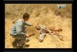 Man vs Wild-Le Kenya (savane africaine)