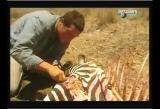 Man vs Wild-Le Kenya (savane africaine)