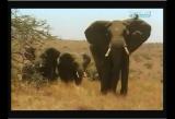 Man vs Wild-Le Kenya (savane africaine)