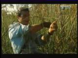 Man vs Wild-Les Everglades