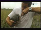 Man vs Wild-Les Everglades