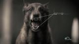 Worst Case Scenario-Ligne à haute tension/Attaque de chien