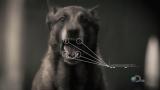 Worst Case Scenario-Ligne à haute tension/Attaque de chien
